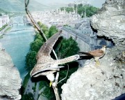 Thumbs/tn_059 Turmfalken ueber Salzburg 11022004.jpg